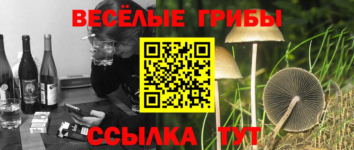 Пушкино  Псилоцибиновые грибы MAGIC MUSHROOMS  Вход с VPN 